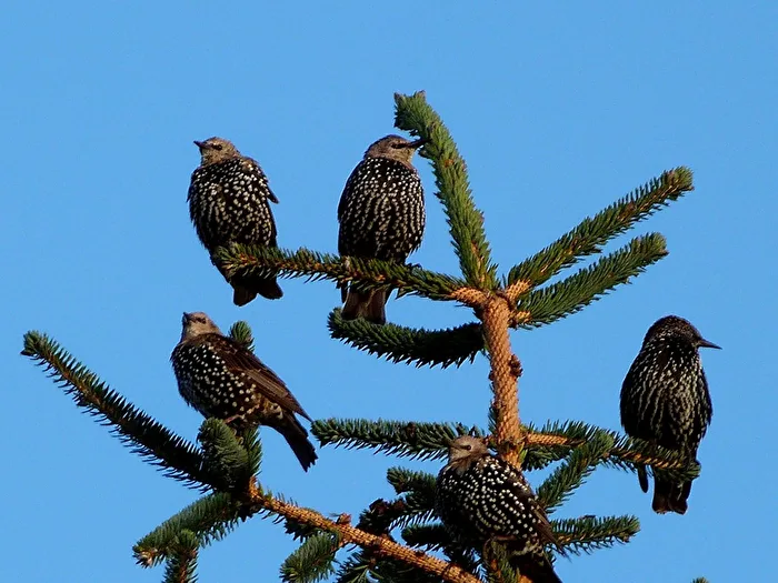 Assembly of Starlings