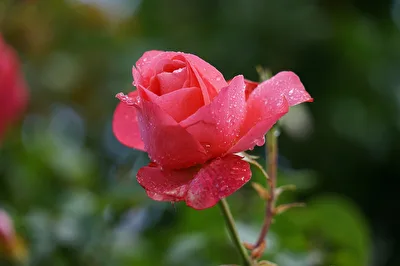 For You