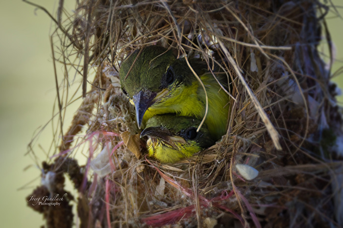 zwei Nest Hocker