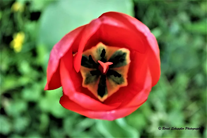 Tulip