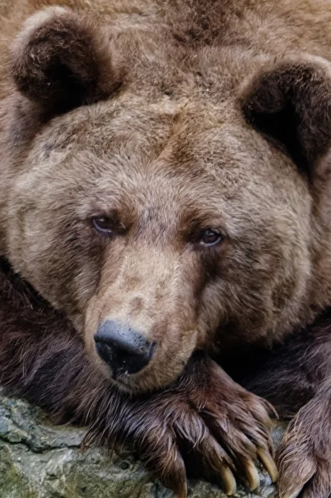 Braunbär
