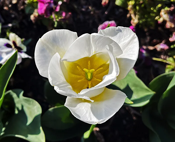 Blüte