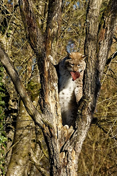 Lynx