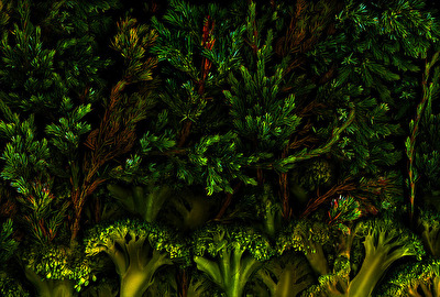 Anderswelten- Woodlands