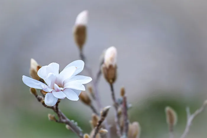 Sternmagnolie...