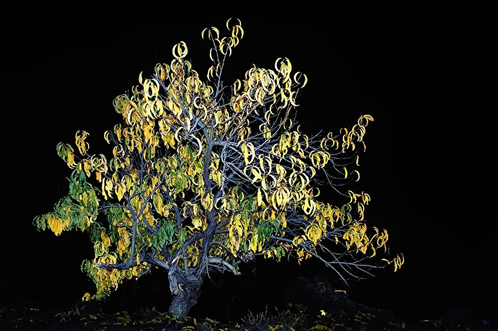 L'arbre lumineux