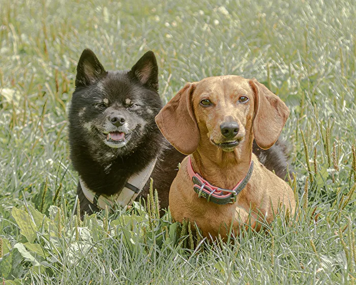 Mein 1. Fotoshooting mit dem Hund . . .
