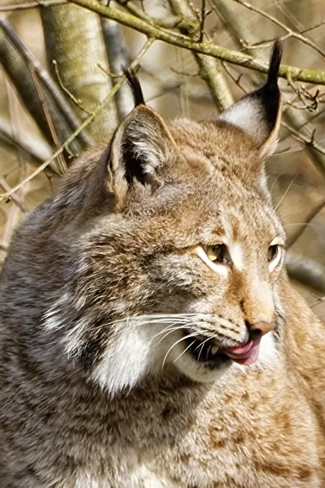Luchs
