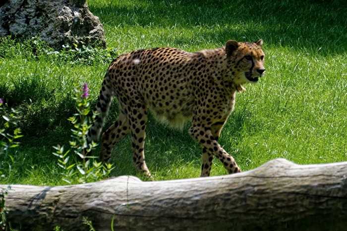 Gepard