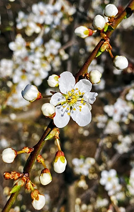 Frühling