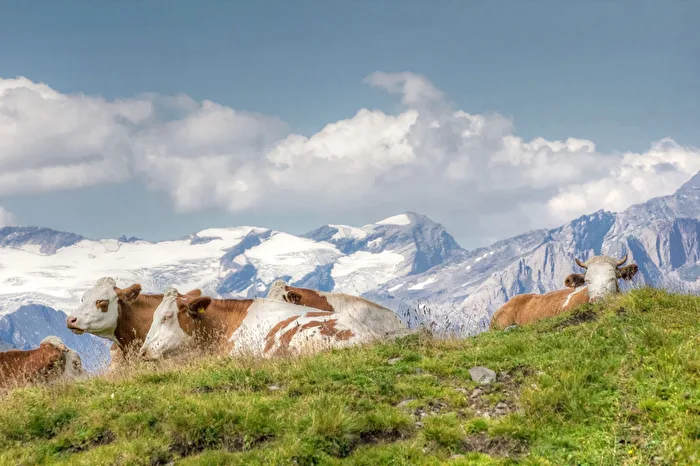 Dösende Kühe vor der Bergkulisse Osttirols