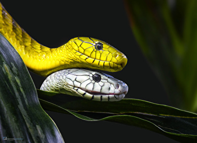 Mamba - Couple