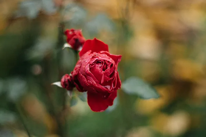 Autumn Rose