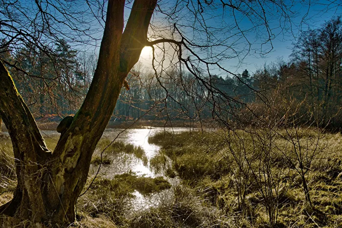 Biotop in der Haard