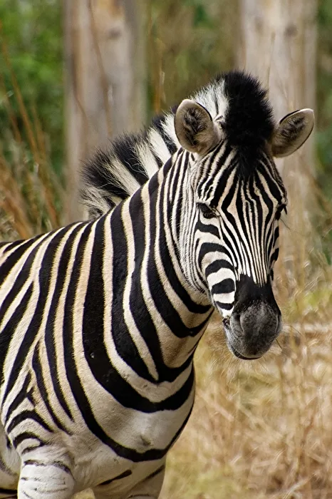 Zebra
