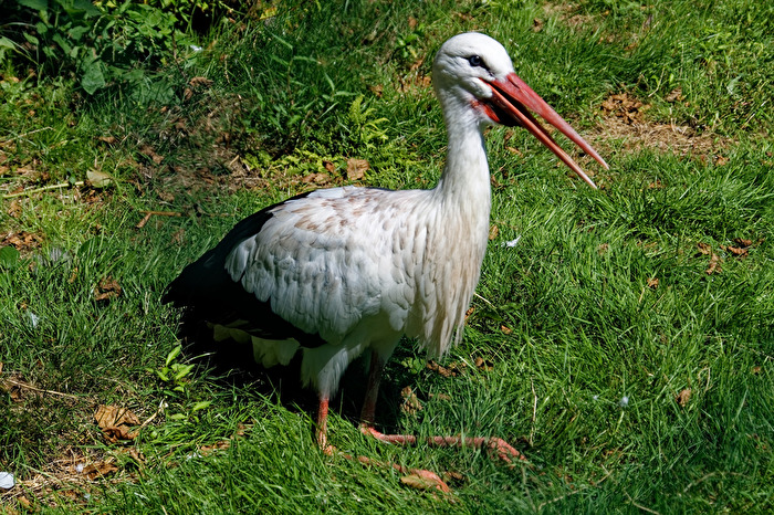 Storch