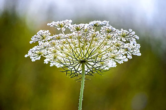 Wild Carrot