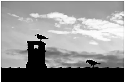 Seagulls in backlight