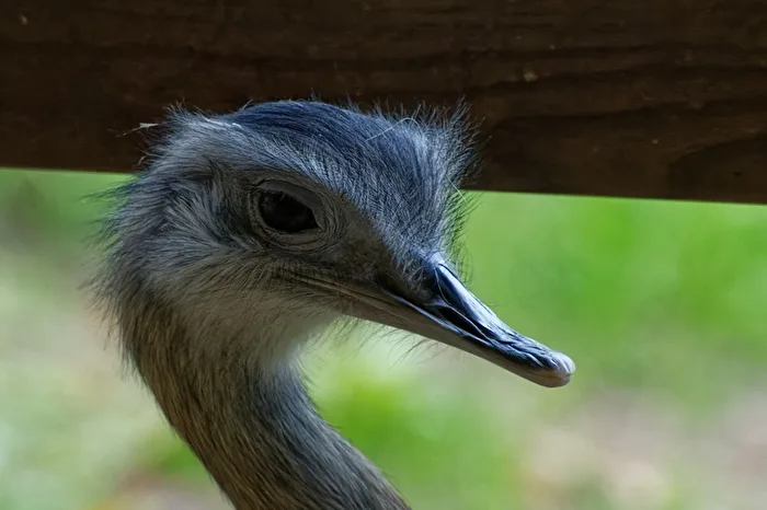 Nandu