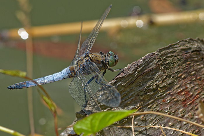Plattbauch ist / war falsch. Es handelt sich um einen männlichen Blaupfeil (Orthetrum brunneum)