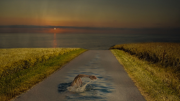 Zurück ins Meer