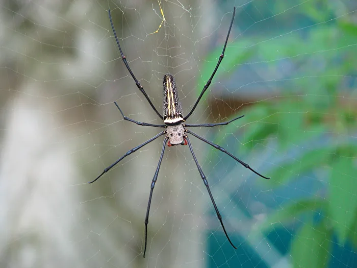 Riesen-Seidenspinne