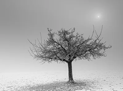 Baum im Winter