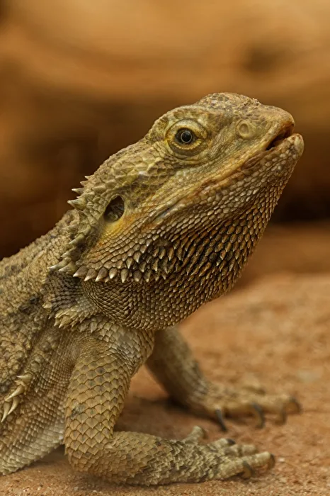 Bartagame