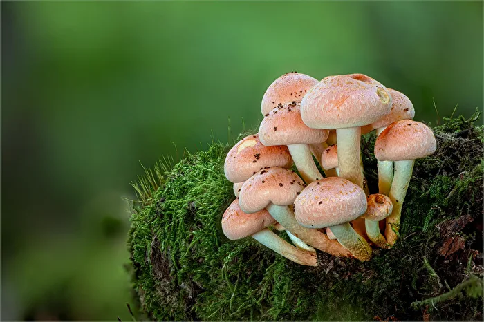 Tête de soufre rouge brique (Hypholoma lateritium)