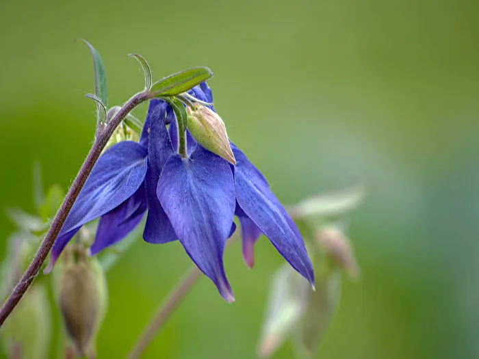 Columbine...