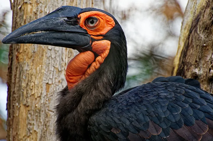 Horned Raven