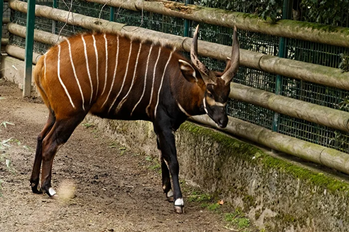 Bongo
