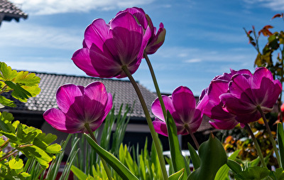 Tulpen