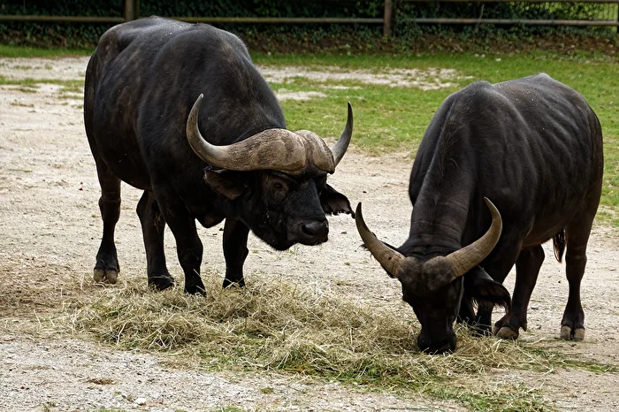 Bufalo cafro