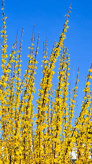 Forsythie