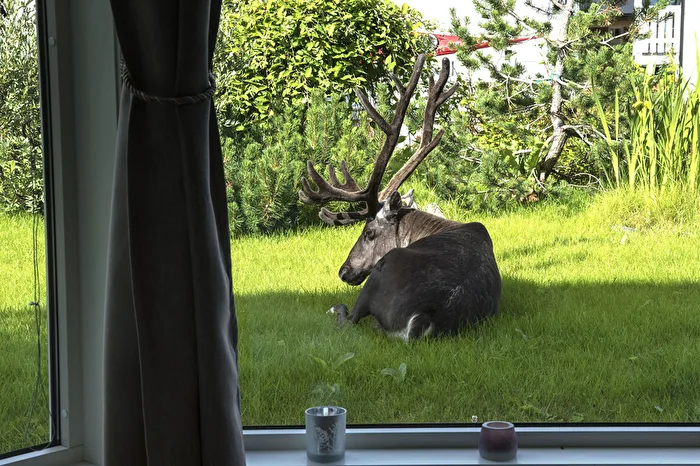 Tiere Rentier