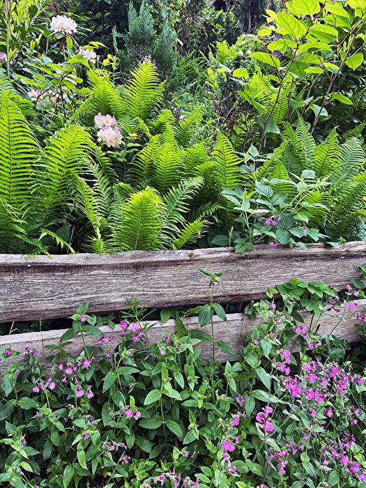 Zaun von Grünem umringt 1