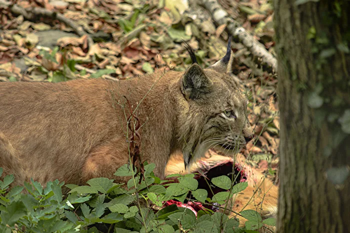 Lynx in the forest – hunting luck