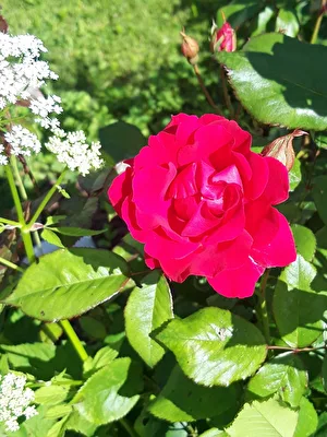 ROSE