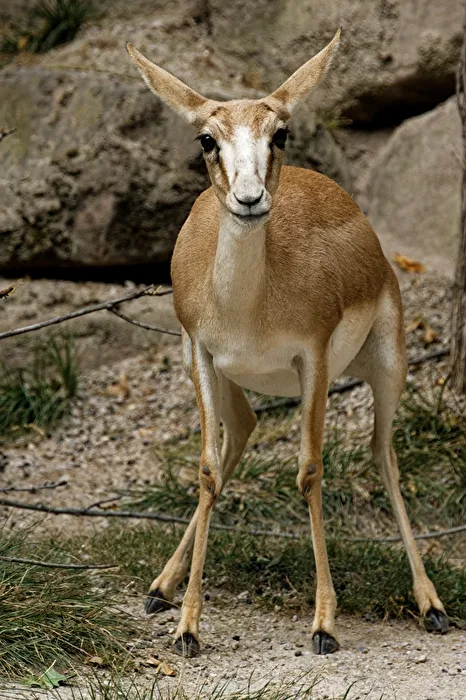 Gacela Persa de Garganta