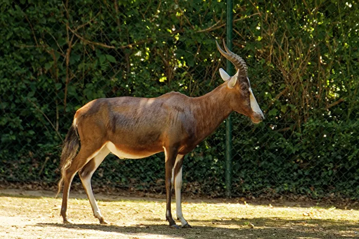 Blessbock