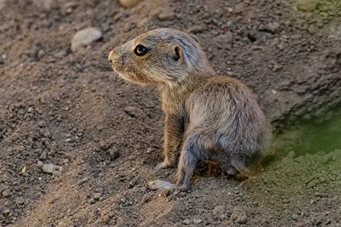 young prairie dog