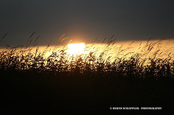 Sonnenuntergang am Feld 2