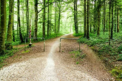 Die Grenze im Wald