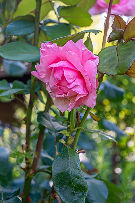 Rosenblüte