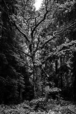 Wandern