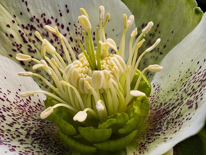 Christmas rose, Lenten rose