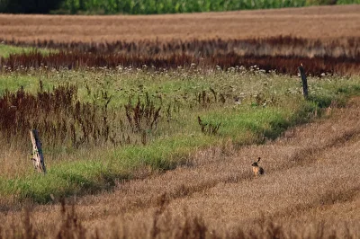 Der Hase im Feld