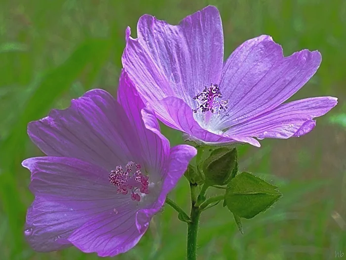delicate beauties