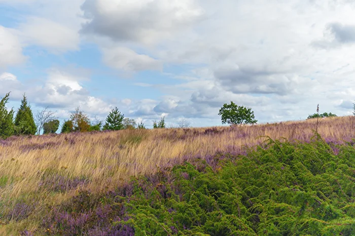 Heidegras
